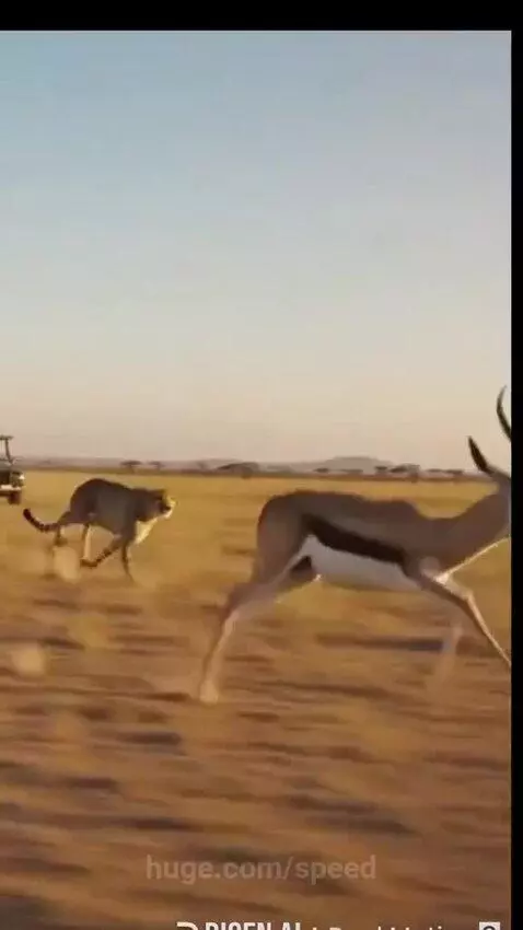 A springbok is in the back of a safari vehicle, having escaped a cheetah chase on the savanna.