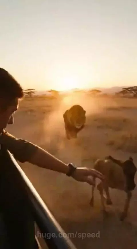 Safari vehicle rescuing a wildebeest calf from a lion attack on the African savanna at sunset.