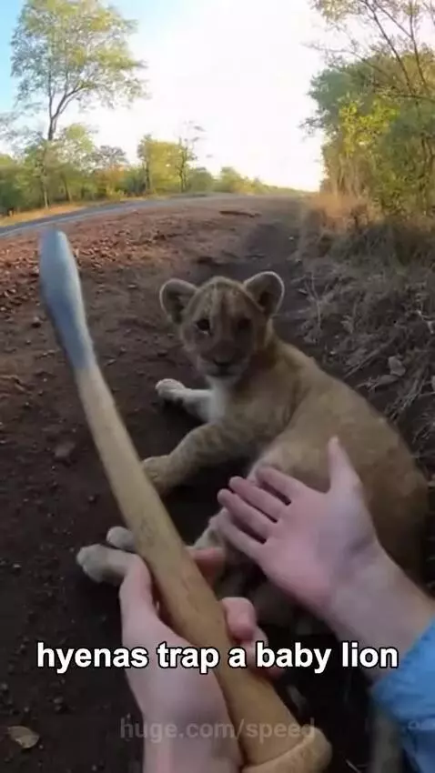 Tourist petting a distressed lion cub after scaring away hyenas.