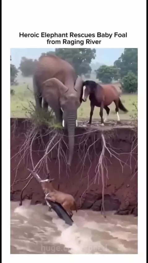 Elephant using its trunk to lift a baby horse out of a river to safety on the bank.