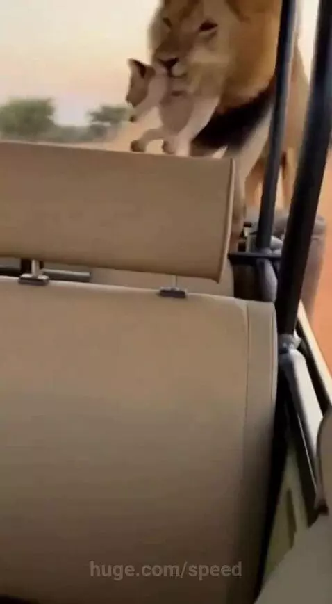 Lion carrying cub in mouth, placing it on a seat inside a safari vehicle at sunset.