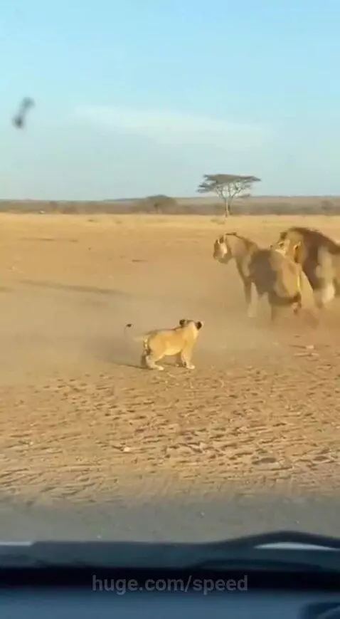 A lioness stands defensively in front of a cub, facing an aggressive male lion on a dry savanna.