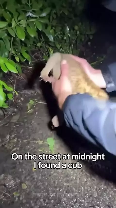 A small, wet cub being gently held by a person, then examined by a veterinarian.