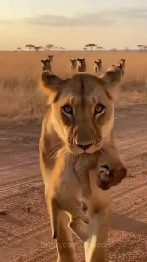 Lioness places her cub inside a safari vehicle to protect it from hyenas.