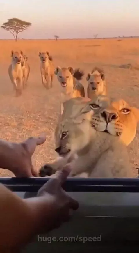 Lioness lunging aggressively at hyenas to protect her cub in a dry savanna.