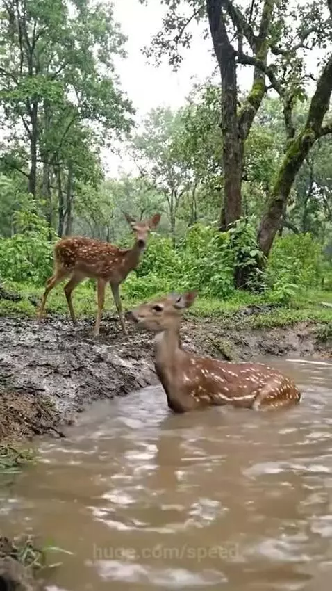 An elephant gently nudges a deer out of a muddy water pit with its trunk in a forest.