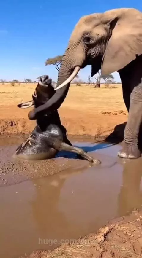 An elephant using its trunk to lift a donkey out of a muddy waterhole on a savanna.