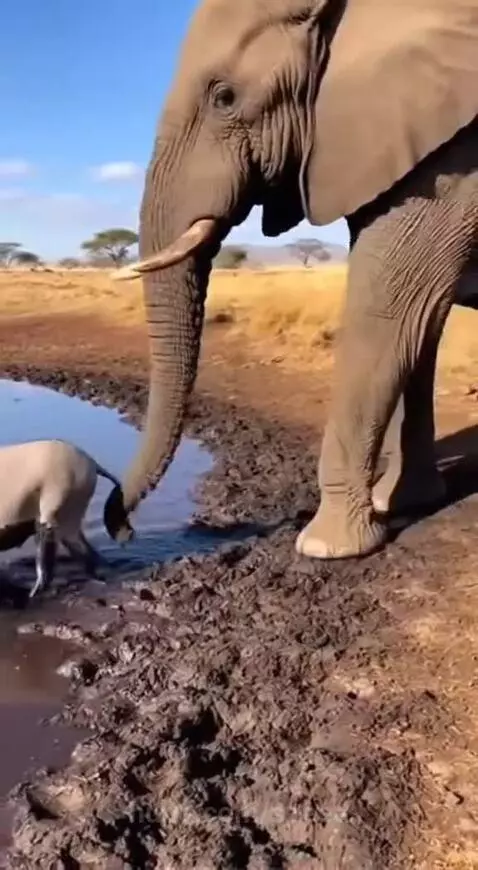 Elephant extending trunk towards a donkey partially submerged in a muddy waterhole on a dry savanna.