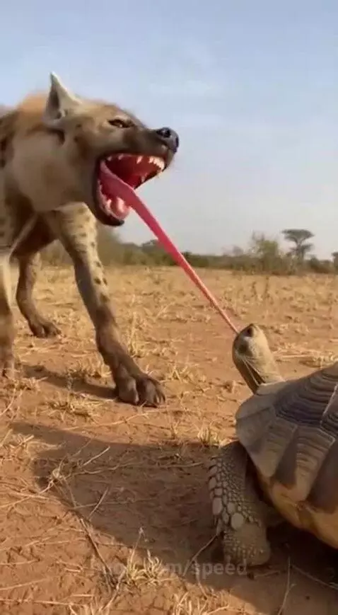 A hyena with its mouth open and a very long pink tongue extended, interacting with a tortoise on a dry, grassy field.
