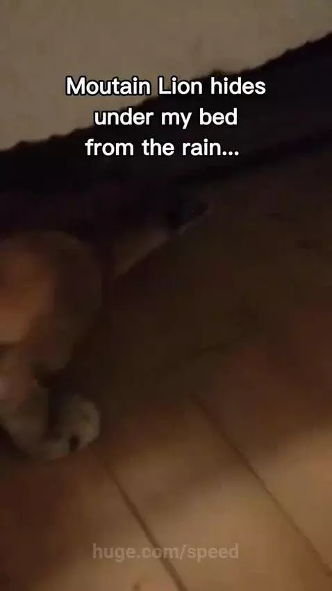 A young mountain lion cub peeking out from under a bed, seeking refuge from the rain.