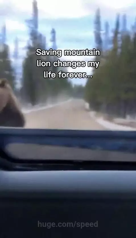 Man saves a mountain lion from raging bear and now they turn... by speed