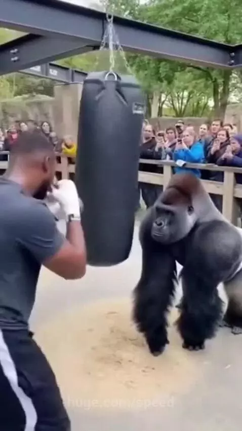 Silverback gorilla standing on hind legs and punching a heavy bag, with a crowd watching.