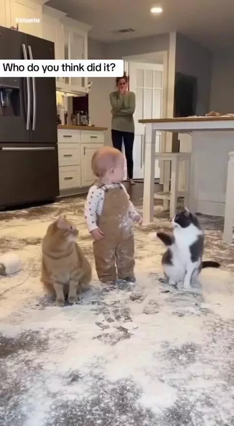 Baby covered in flour in a kitchen, with two cats pointing at the baby.