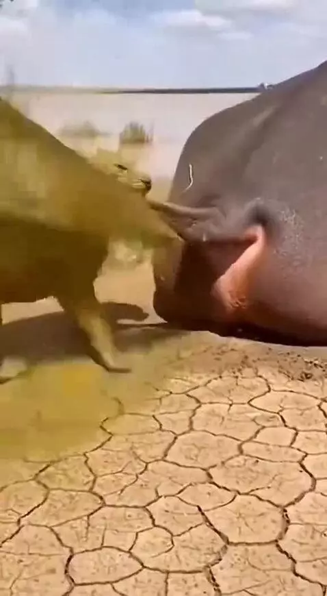 Curiosity didn't kill the cat... but it definitely gave it a... by speed