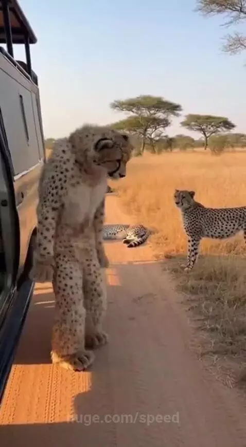 A cheetah lies down on the side of a safari vehicle on a dirt road in a savanna.