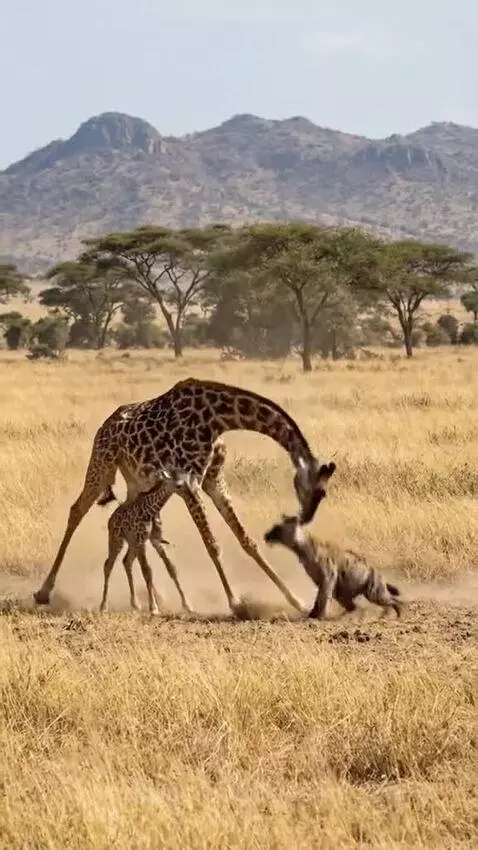 Mother giraffe kicking a hyena away from her calf in a savanna with rocky hills.
