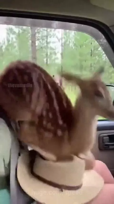 Woman holding a fawn inside a car while a bear roars outside the window.