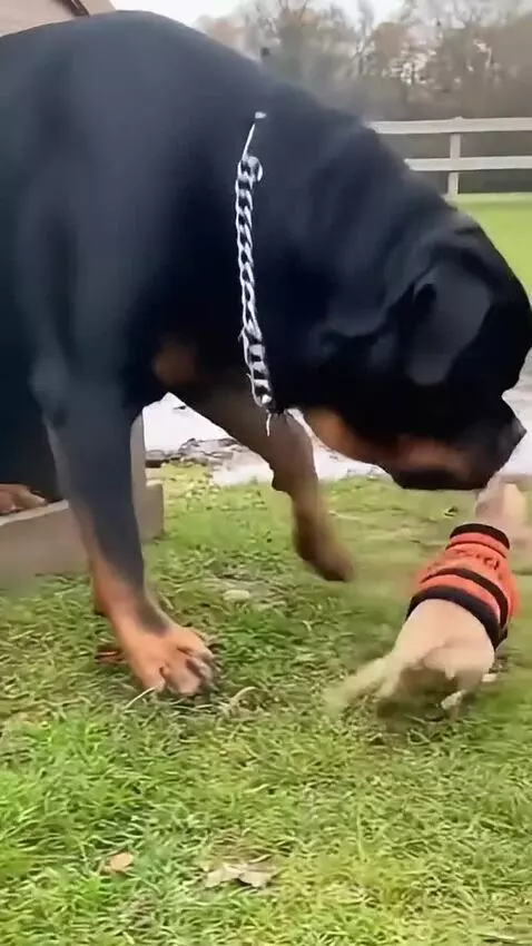 A large Rottweiler gently placing a small Chihuahua wearing a sweater into a shallow muddy puddle.