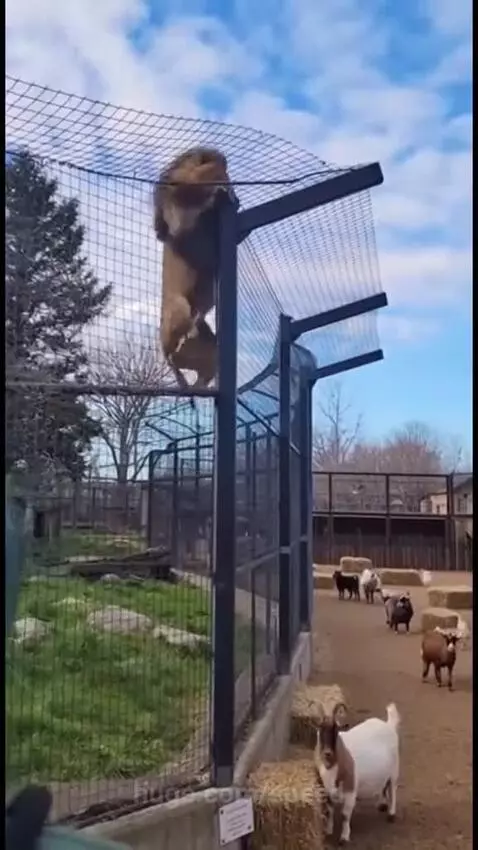 A lion with a large mane climbs over a wire fence to escape its enclosure and chase goats.