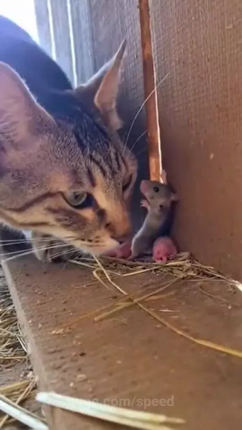 Mother mouse standing defensively in front of two small babies, facing a green-eyed tabby cat.