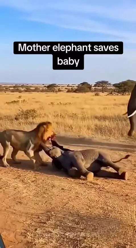 Tourist watch as Mother Elephant rescues her baby from hungr... by speed