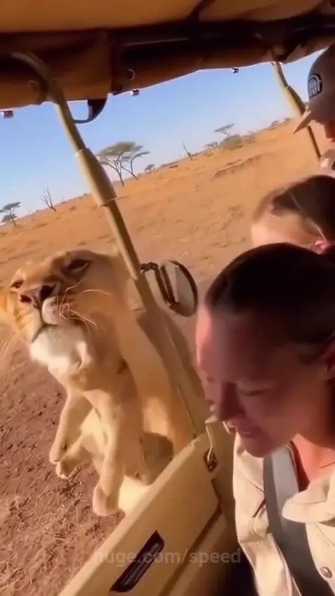 Lioness and cub approach a safari vehicle, with a tourist filming the close encounter.