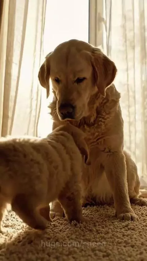 Adult golden retriever gently licking a golden retriever puppy's head on a sunlit carpet.