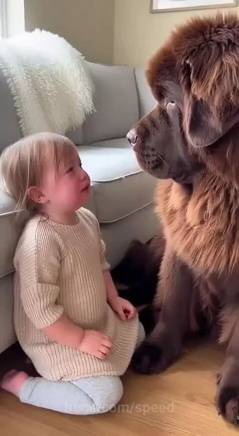A young child crying on the floor is comforted by a large, fluffy brown Newfoundland dog giving a hug.
