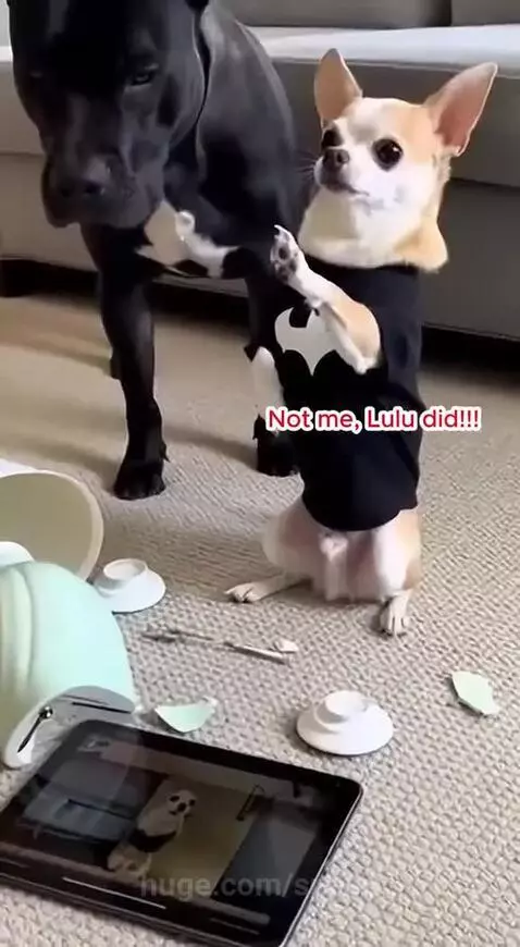 Chihuahua in a Batman shirt looking guilty next to a broken lamp and a tablet showing evidence.