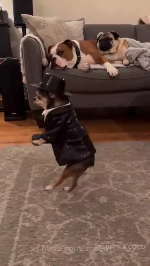 A chihuahua in a suit dancing on hind legs, with a bulldog and pug watching from a couch.