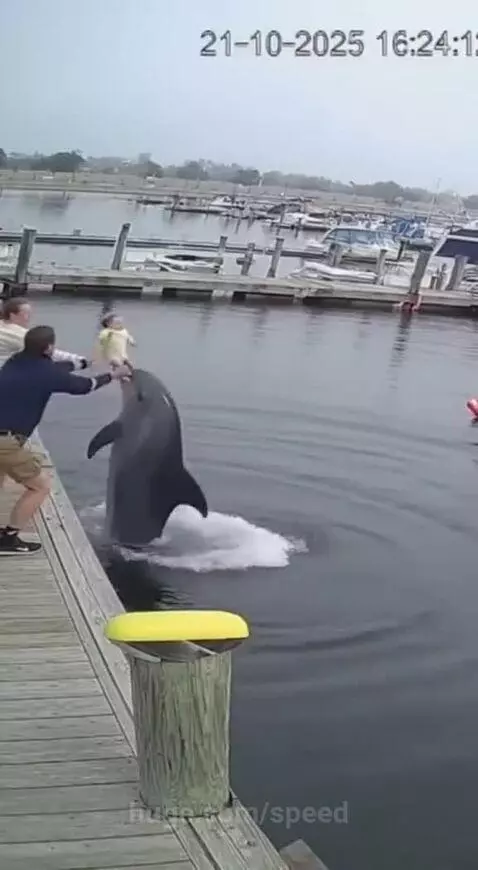 Dolphin leaps out of the water close to a baby being held by adults on a wooden dock.