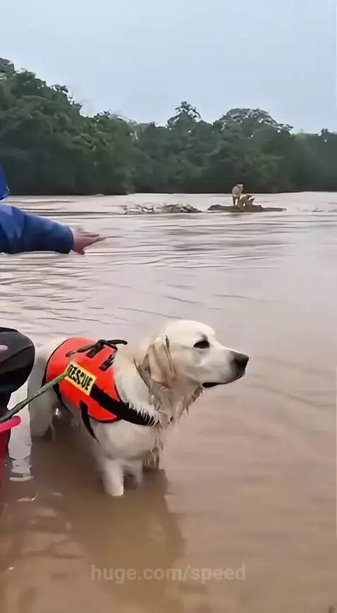 Golden retriever dog in a rescue vest pulls a basket with a lion cub towards a man on a muddy bank.