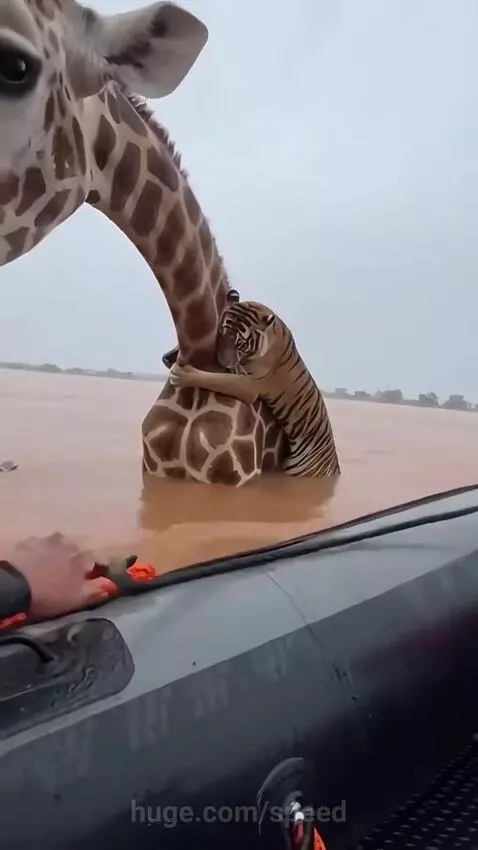 Tourists in a boat rescue a tiger stranded on a giraffe's neck during a flood.