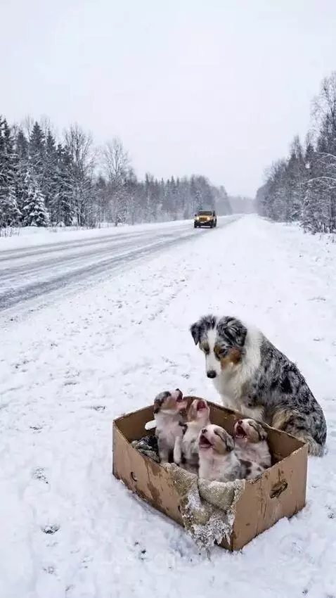 Truck driver gently takes an adult dog and puppies into his warm semi-truck cab during a snowy day.