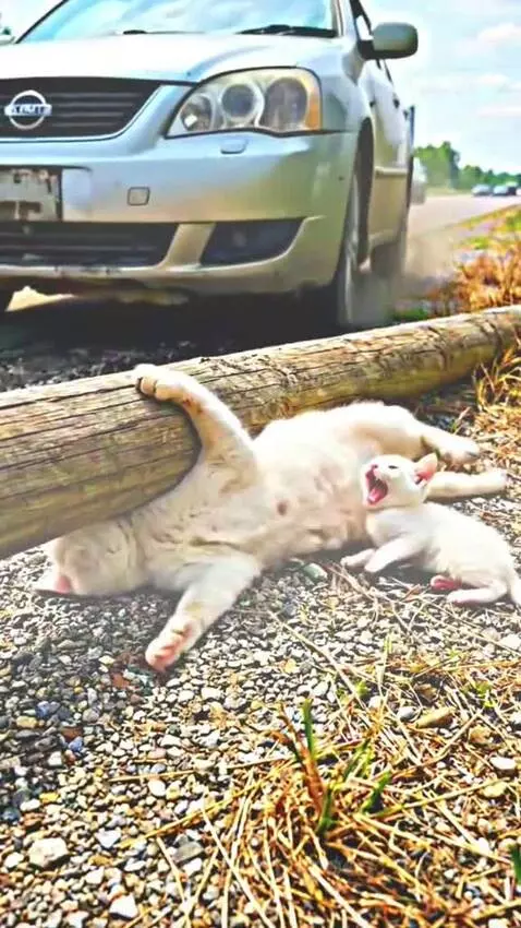 Woman carefully lifting a heavy log to free a mother cat and her kitten trapped on the side of a road.