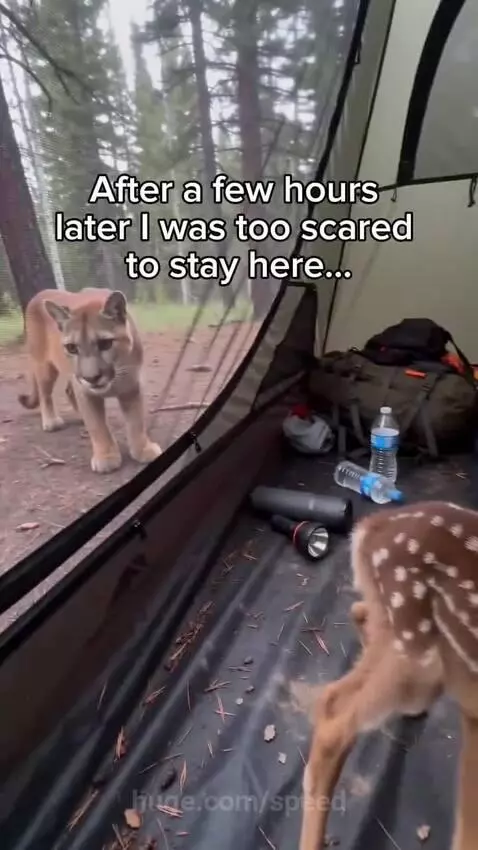 Fawn being reunited with its mother on the side of the road after being chased by a mountain lion.