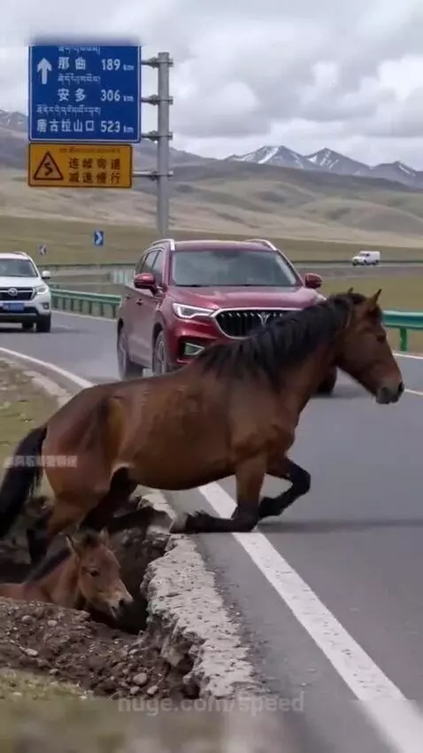 Mother horse looking at a man next to a ditch where her foal fell.