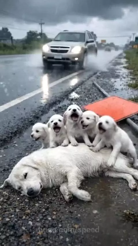 Elderly woman gently petting a mother dog and her puppies huddled together in the rain.