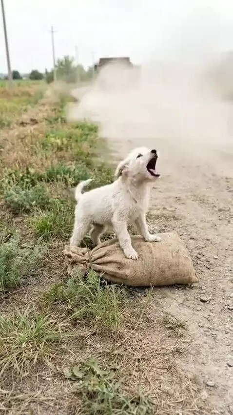 Kind man reunites abandoned mother dog and puppy, then gives them food and shelter.