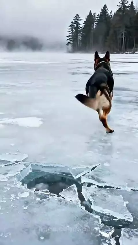 German Shepherd dog extending paw to help elderly owner out of icy water