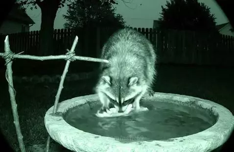 Camera Captures Raccoon Washing Socks by nsfw69