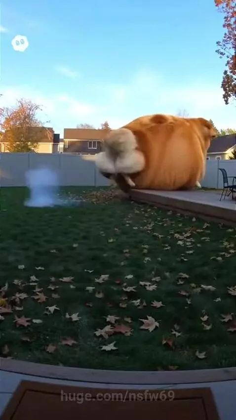 Demolishing Dog by nsfw69