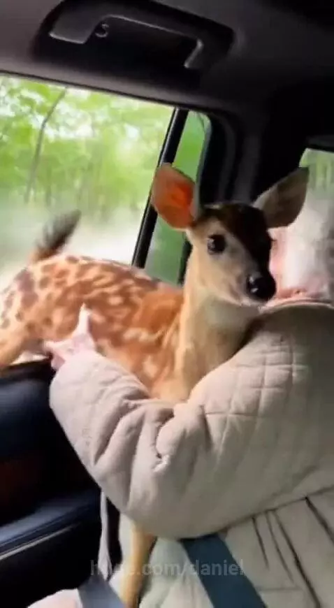 Elderly woman protecting a fawn from a hyena reaching into a car window on a dusty road.