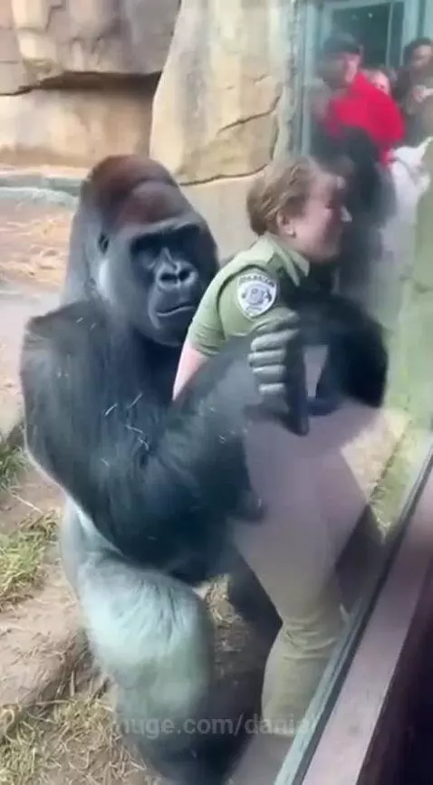 He’s holding her hostage haha🦍😂 by daniel