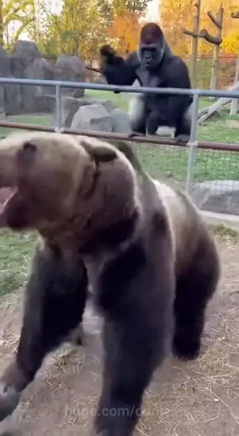 Gorilla said, don’t mess with her. Respect! by daniel