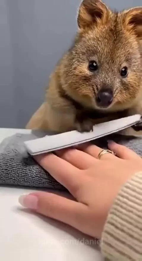 A small, furry quokka carefully applying nail polish to a human hand with a brush.