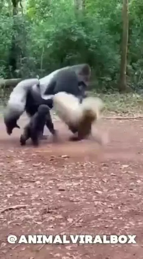 A large silverback gorilla pinning a leopard to the ground during a fight.