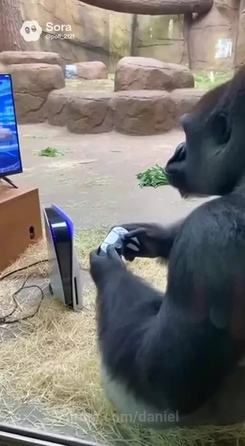 A large gorilla sitting on hay, holding a PS5 controller, about to smash a TV screen.