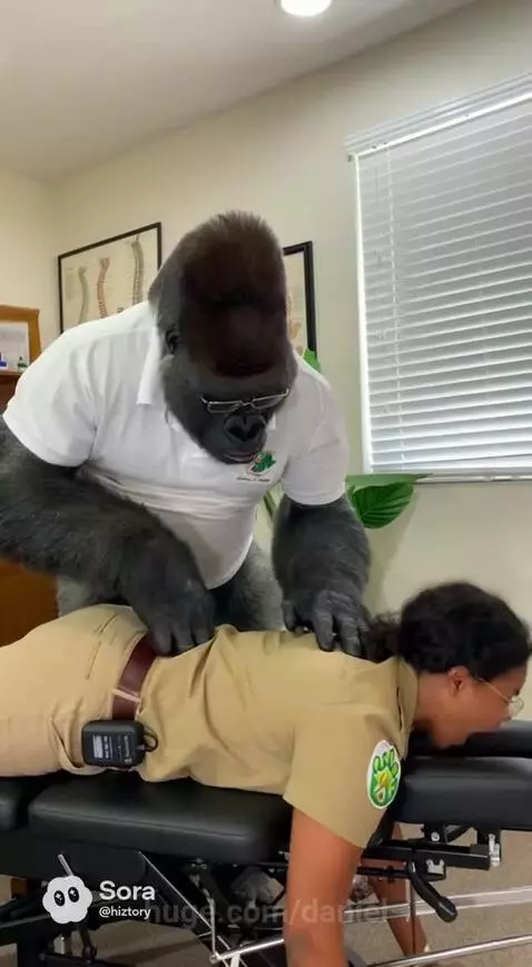 Gorilla in a polo shirt and glasses acting as a chiropractor, throwing a person through a wall.