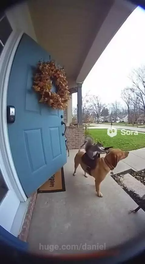 Squirrel riding on a dog's back with a tiny weapon, facing a person at a blue front door.
